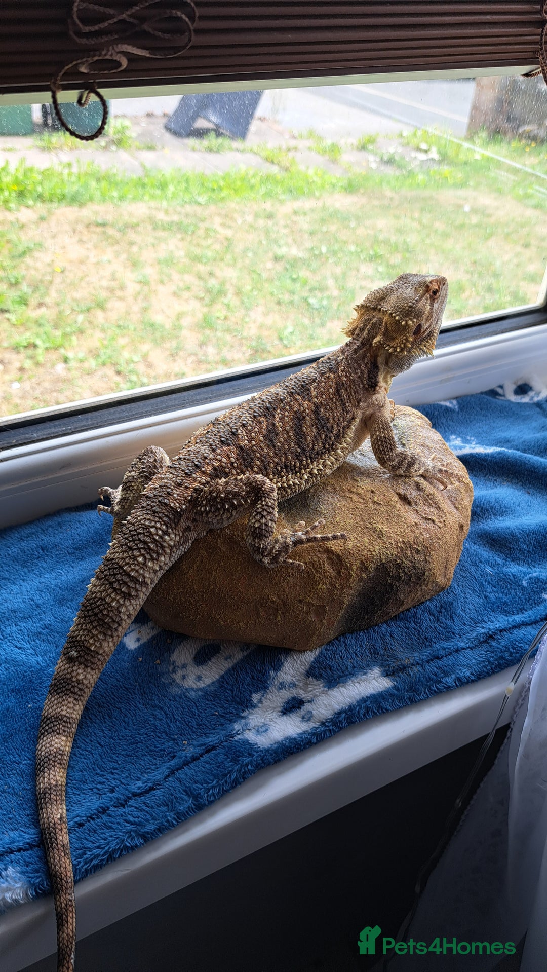 Dragon reptiles for sale: Bearded dragon and complete vivarium PVC - Image 2