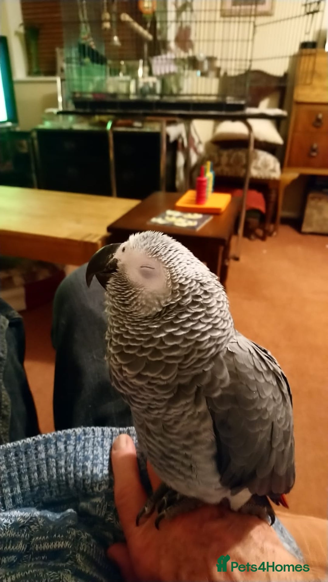 Parrots birds for sale: African Grey Parrot - Image 9