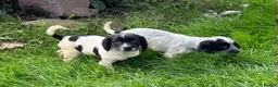 Cockapoo dogs for sale: Stunning F1b Miniature Cockapoos DNA clear - Advert 4