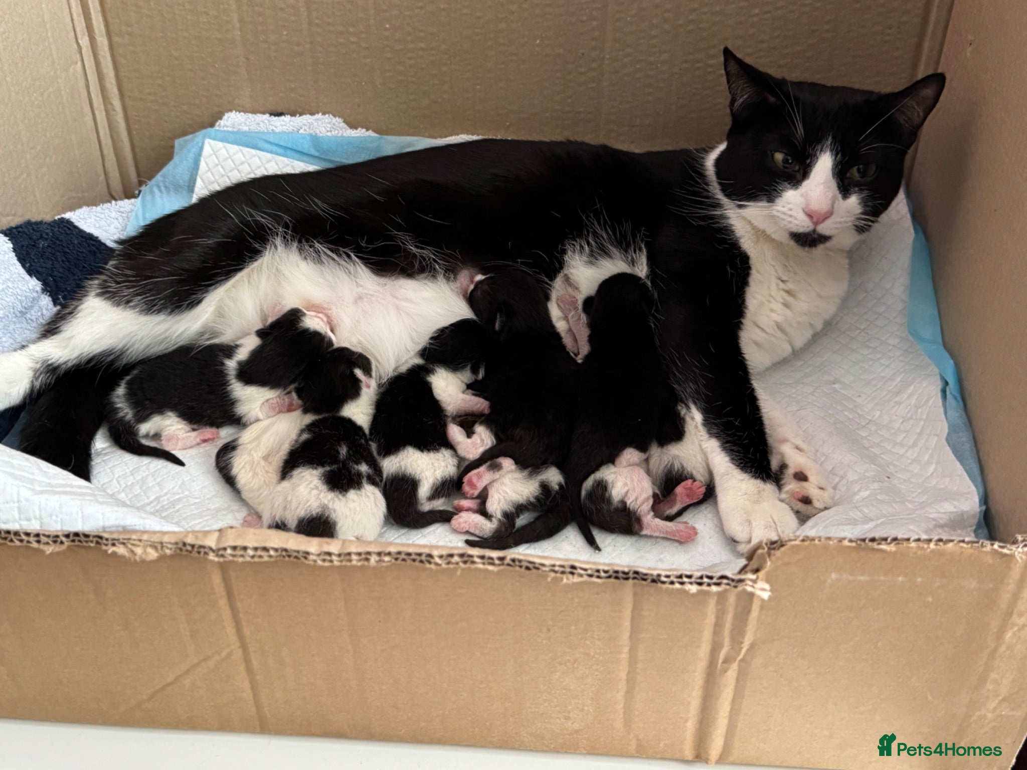 Mixed Breed cats Kittens for sale - Advert 11