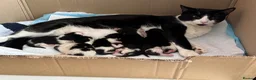 Mixed Breed cats for sale: Kittens for sale - Advert 1