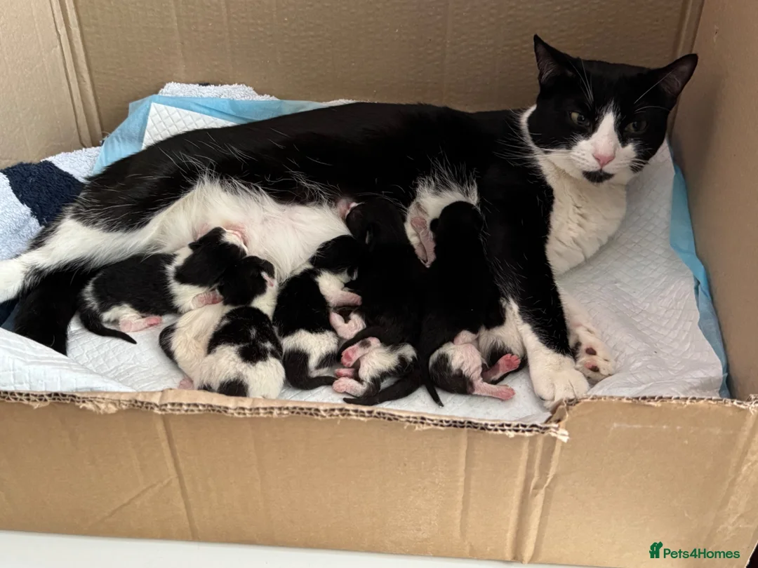 Mixed Breed cats for sale: Kittens for sale - Advert 1