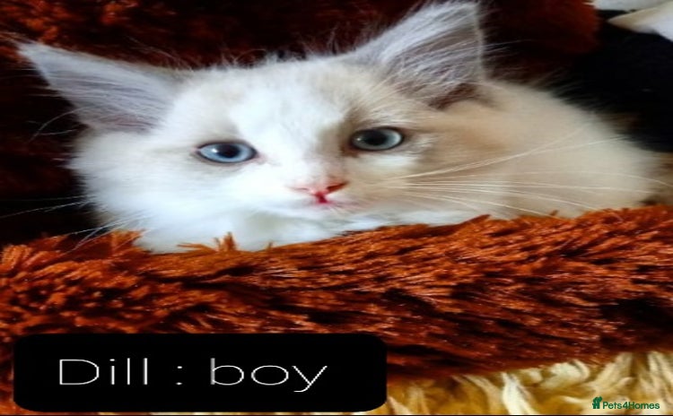 Ragdoll cats - Advert 2