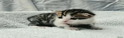 Mixed Breed cats for sale: Gorgeous Kittens for Sale - Advert 7