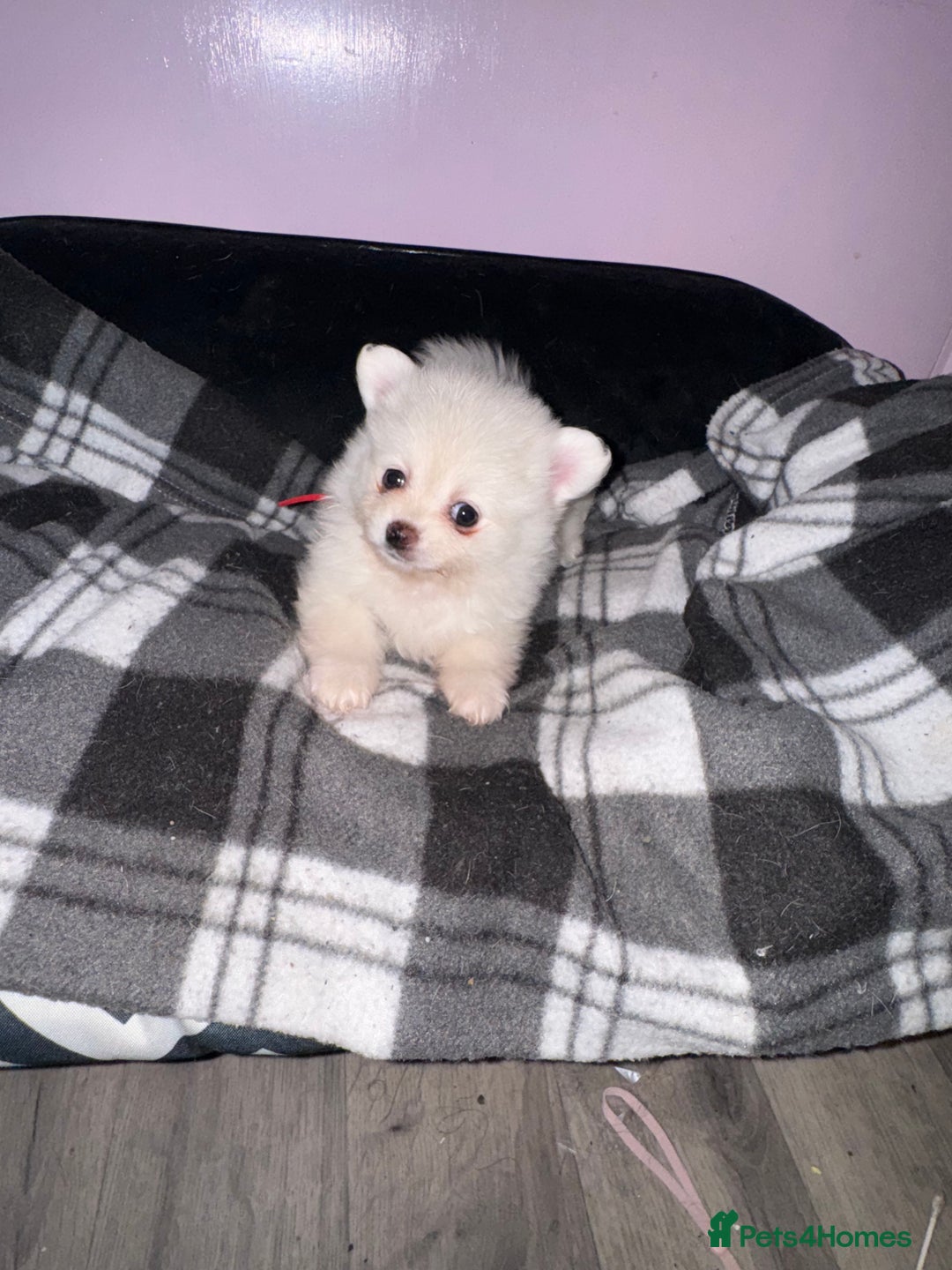 Pomchi dogs for sale: Beautiful Fluffy Pomchis - Image 27