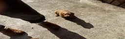 Cavapoo dogs for sale: Beautiful Cavapoo puppy in Dumfries - Advert 9