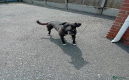 Mixed Breed dogs for sale: Greyhound/collie - Image 3
