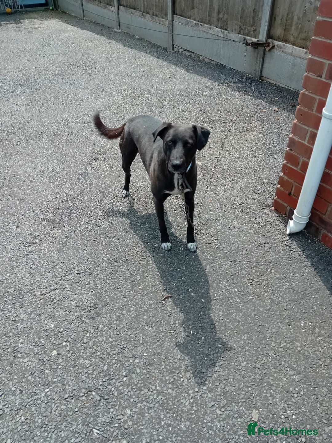 Mixed Breed dogs for sale: Greyhound/collie - Image 3