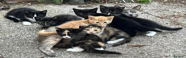 Mixed Breed 5