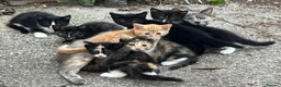 Mixed Breed cats for sale: Gorgeous playful kittens - Advert 23