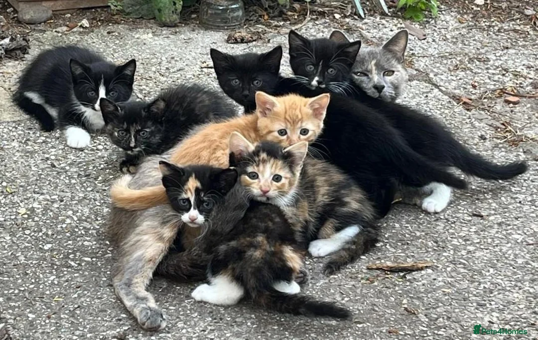 Mixed Breed cats for sale: Gorgeous playful kittens - Advert 23