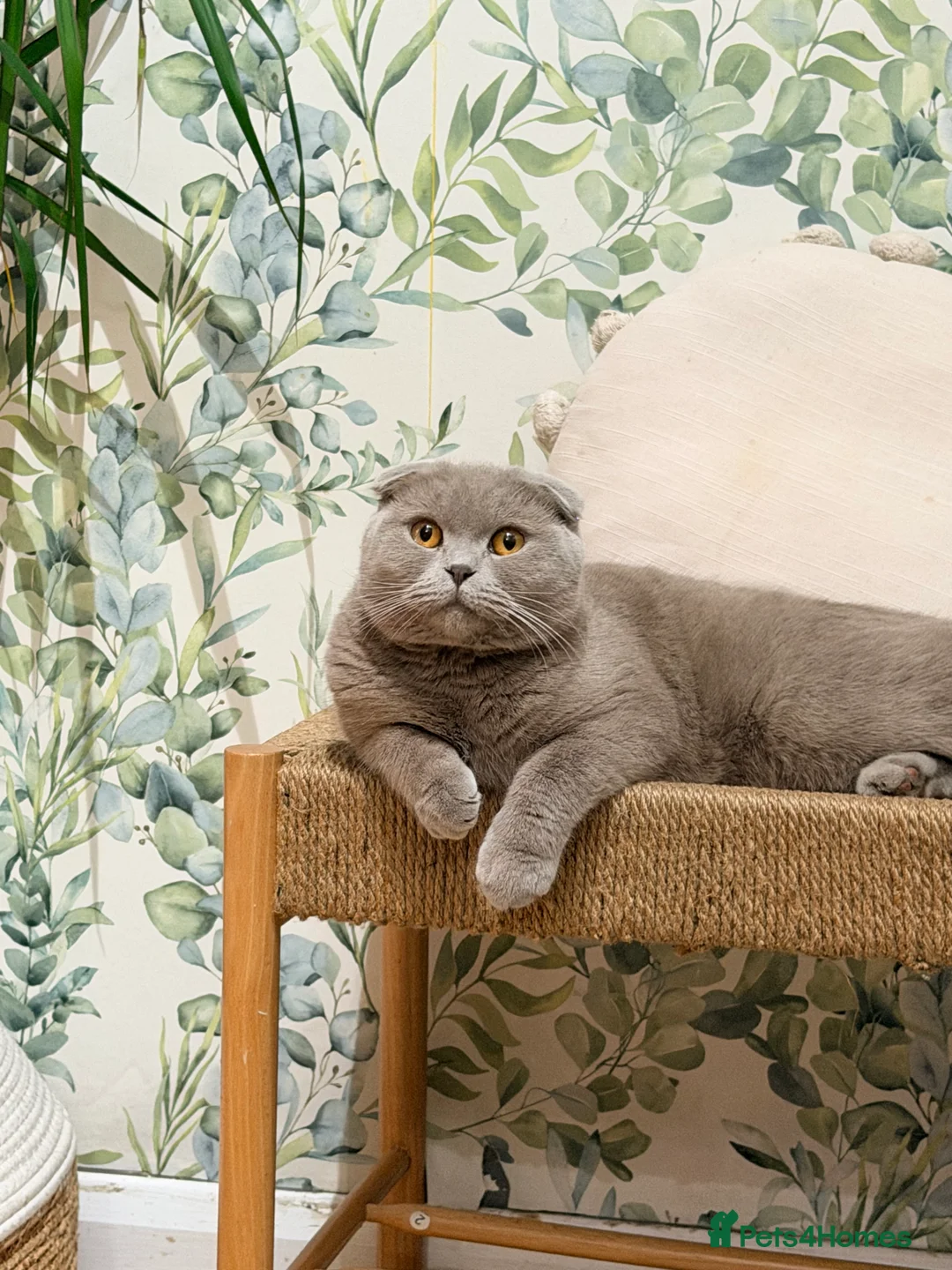 Scottish Fold cats for sale: Scottish fold female looking for a new home  in Manchester - Advert 1