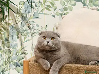 Scottish Fold cats Scottish fold female looking for a new home - Advert 1