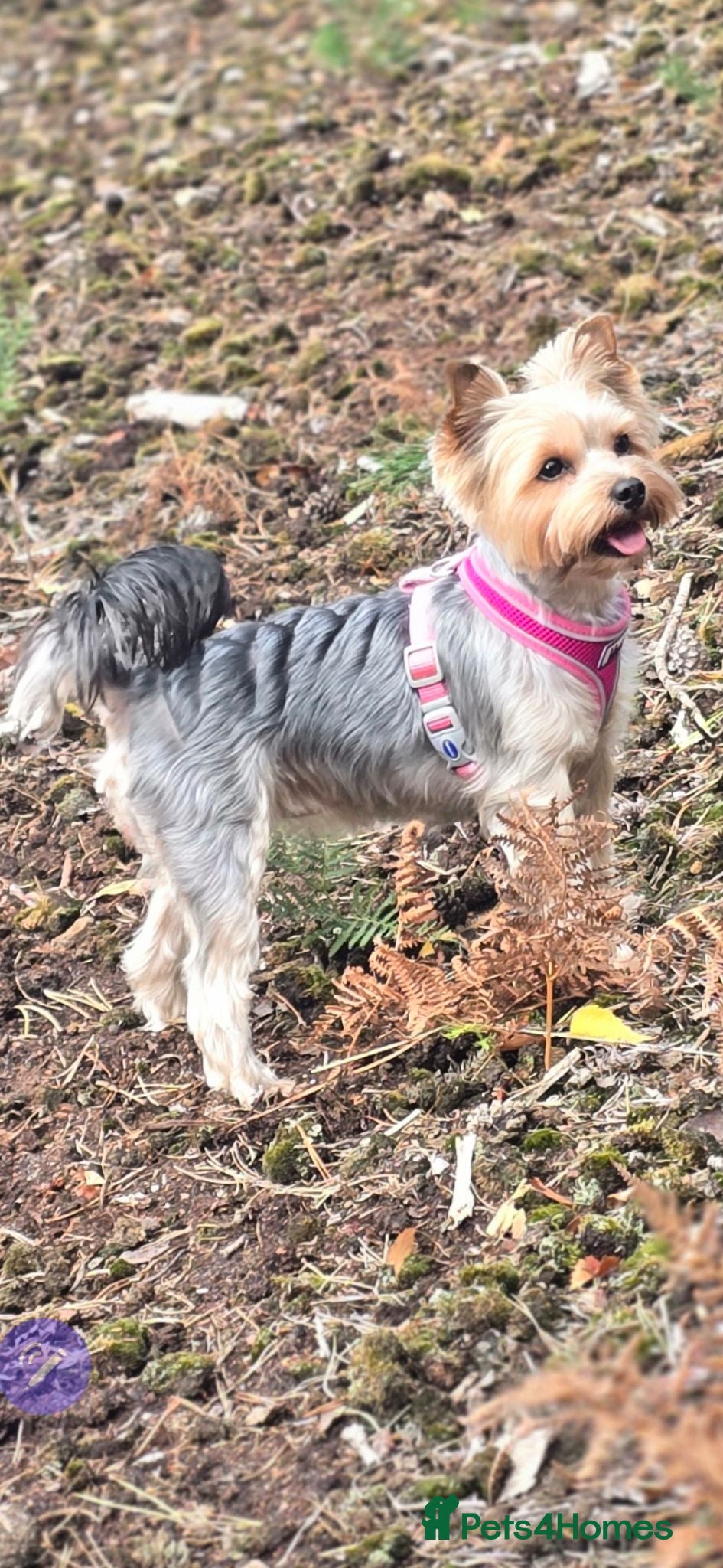 Yorkshire Terrier dogs Aurelija  - Advert 4