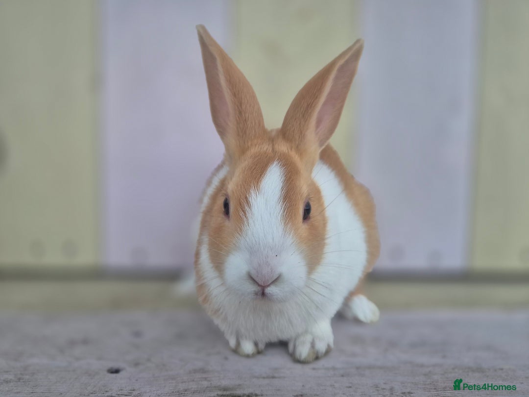 Dutch rabbits for sale: 🧡Absolutely gorgeous and friendly babies🧡  - Advert 7