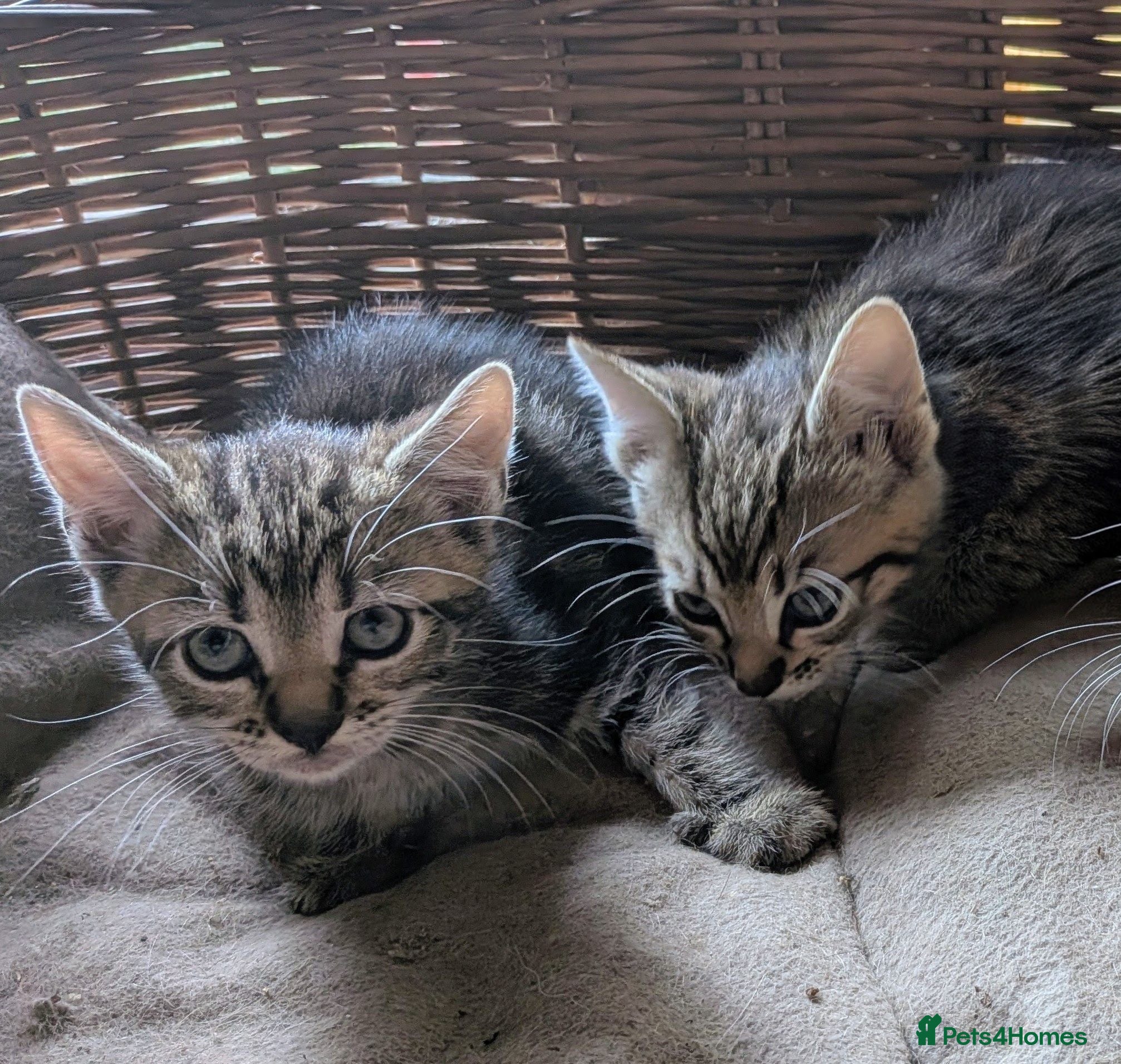 Domestic Shorthair cats Gorgeous kittens - Advert 1