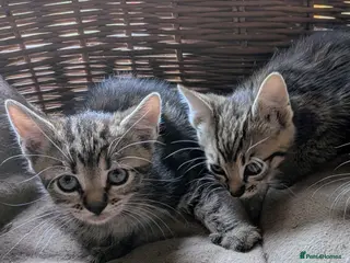 Domestic Shorthair cats Gorgeous kittens - Advert 1