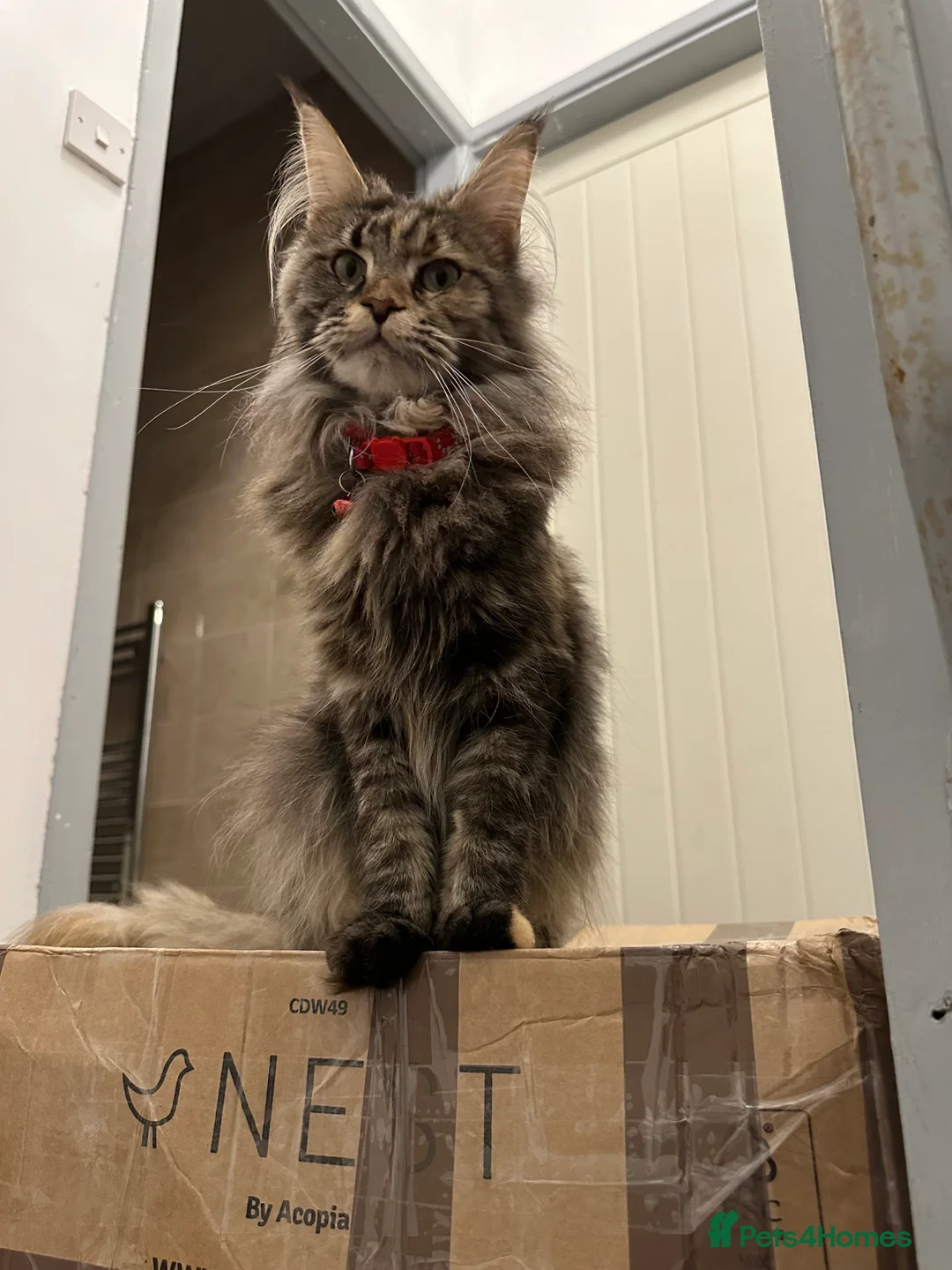 Maine Coon cats for sale: Pure breed Maincoon  - Advert 7