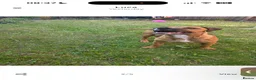 Mixed Breed dogs for sale: 5 month old pupp  - Advert 5