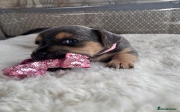 Jack Russell dogs for sale: Rare Jack Russell Puppies for sale - Image 6