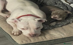 Mixed Breed dogs for sale: Last one of the litter is little milo  - Image 3