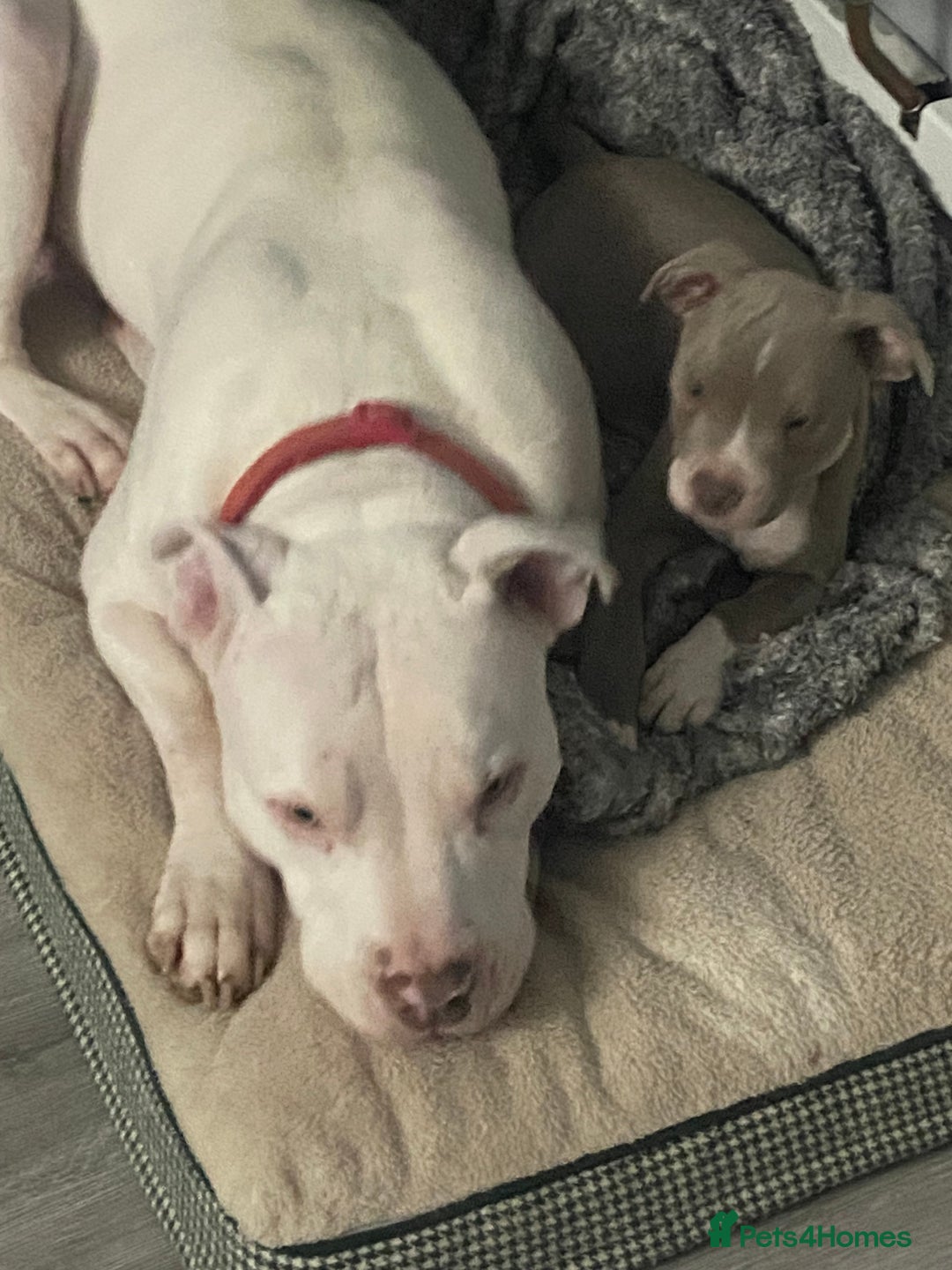 Mixed Breed dogs for sale: Last one of the litter is little milo  - Image 3