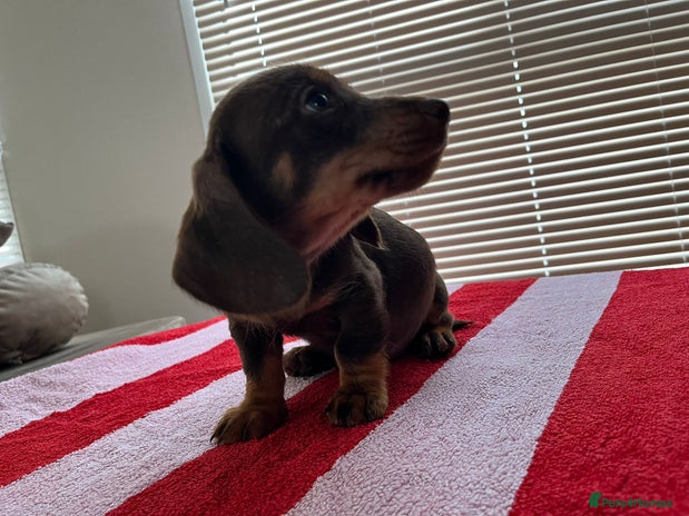 Dachshund dogs - Advert 5