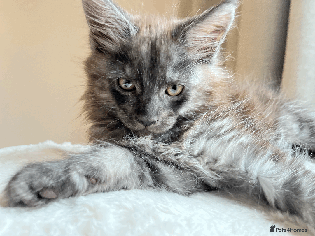 Maine Coon cats for sale: XXL CHAMPION RUSSIAN LINE.MAINE COON KITTENS - Advert 34