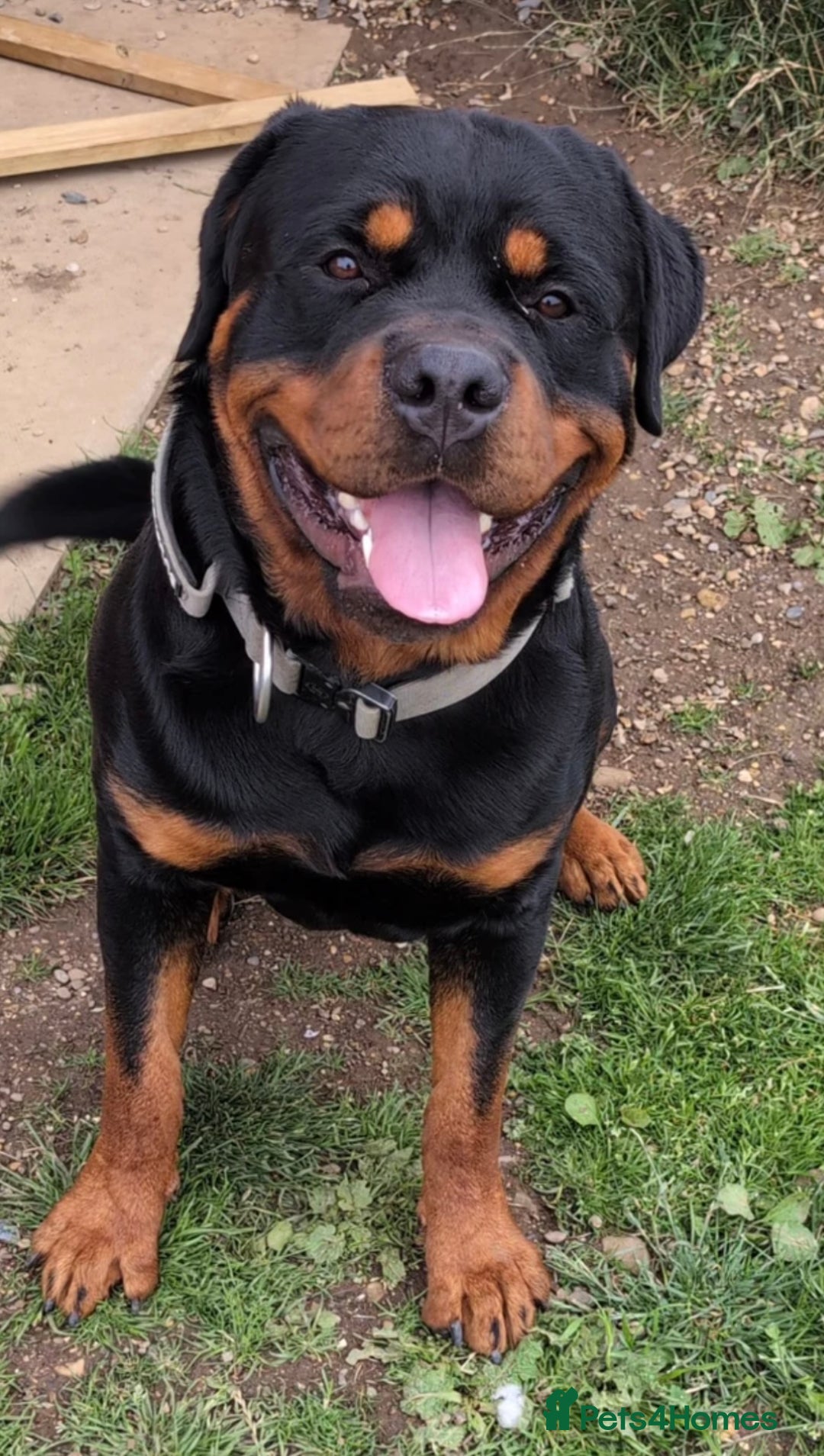 Rottweiler dogs for sale: Rottweiler puppies looking for a forever home - Image 15