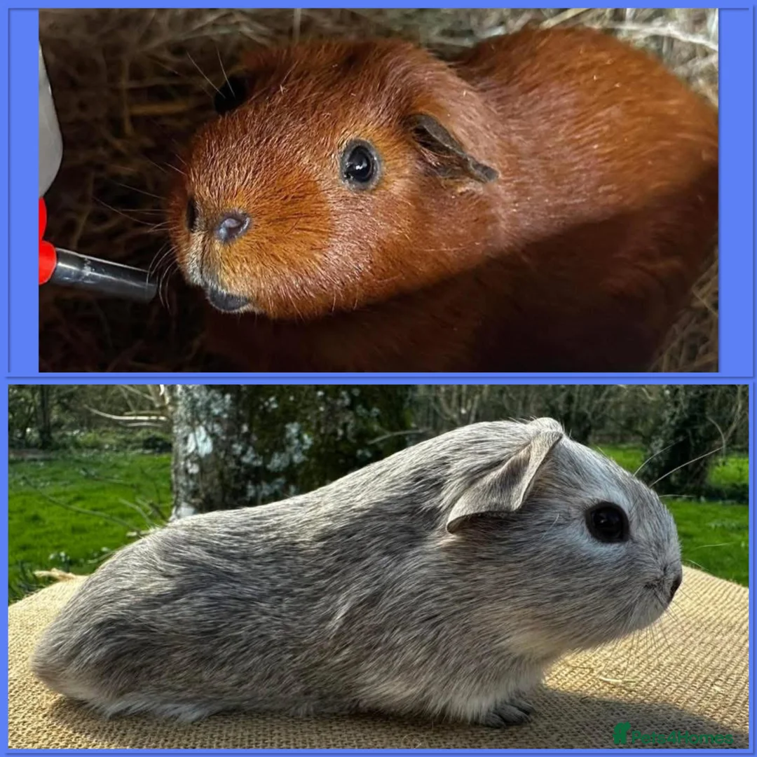 Guinea Pig rodents for sale: Father & Son Bonded Pair - Advert 1