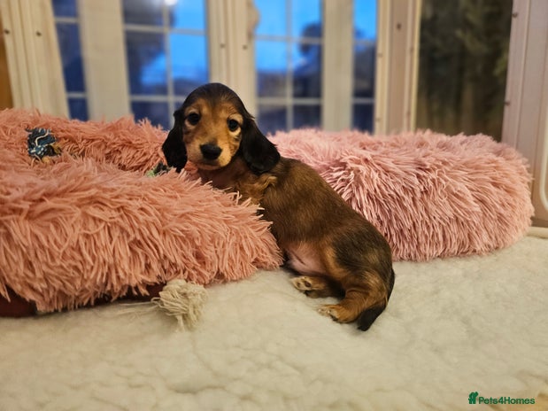 Miniature Dachshund dogs - Advert 10