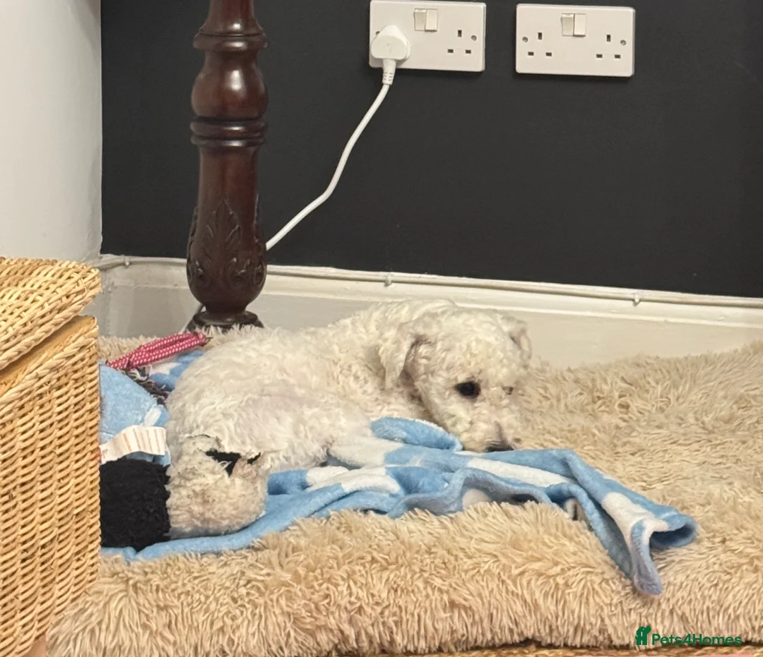 Bichon Frise dogs for sale: Male bichon freeze - Advert 4