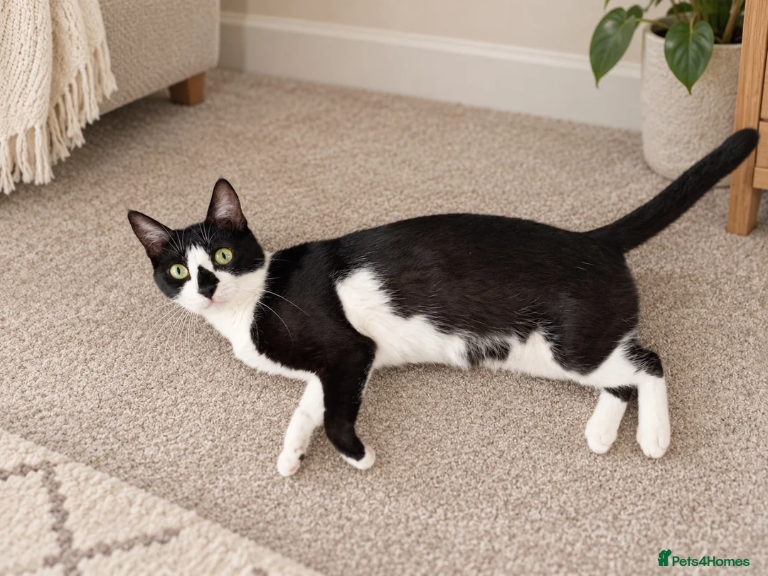 Mixed Breed cats for adoption: Gorgeous Rescue Girl Minnie  - Advert 7