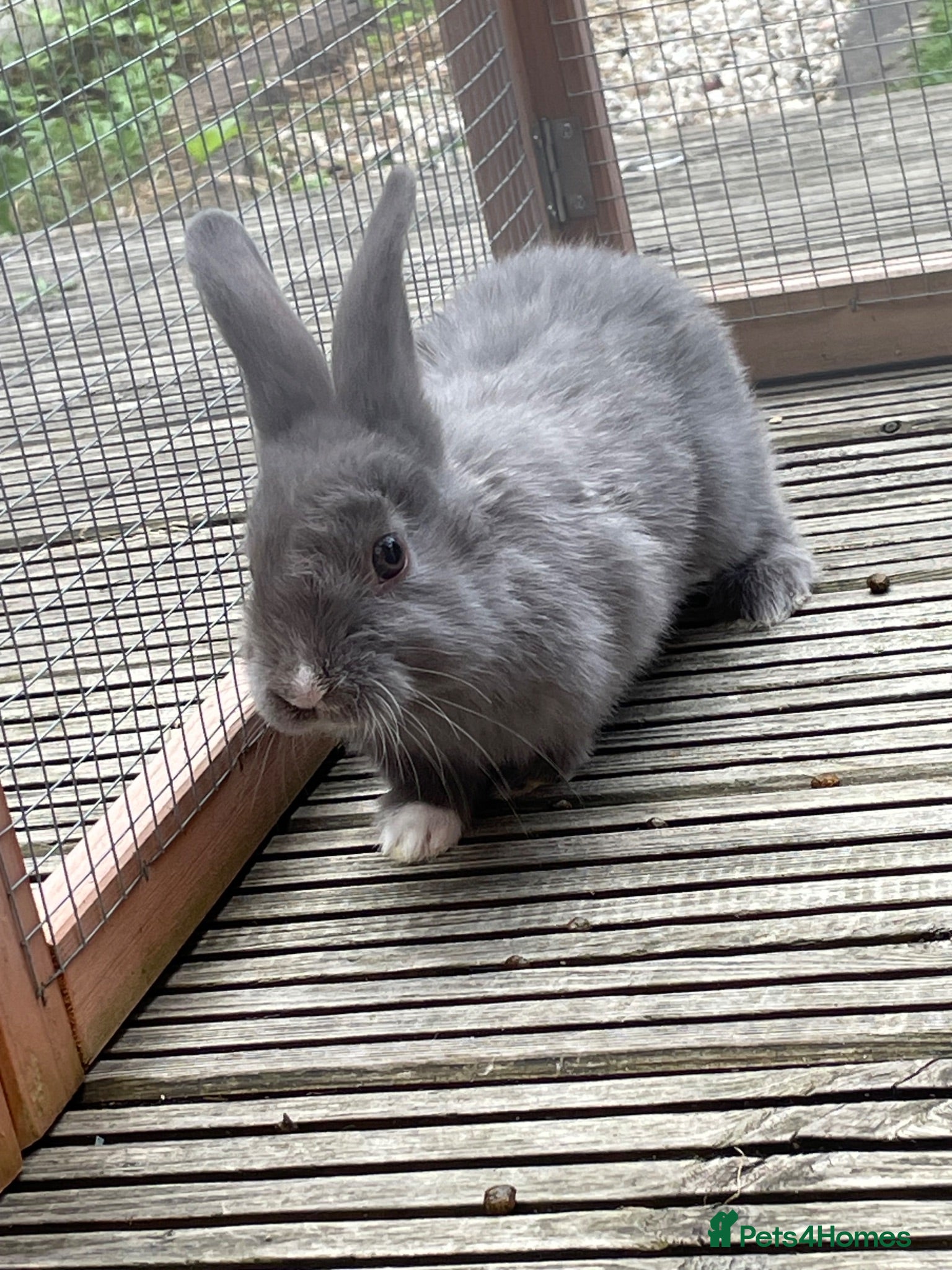 Netherland Dwarf rabbits Beautiful Bunnies  - Advert 1