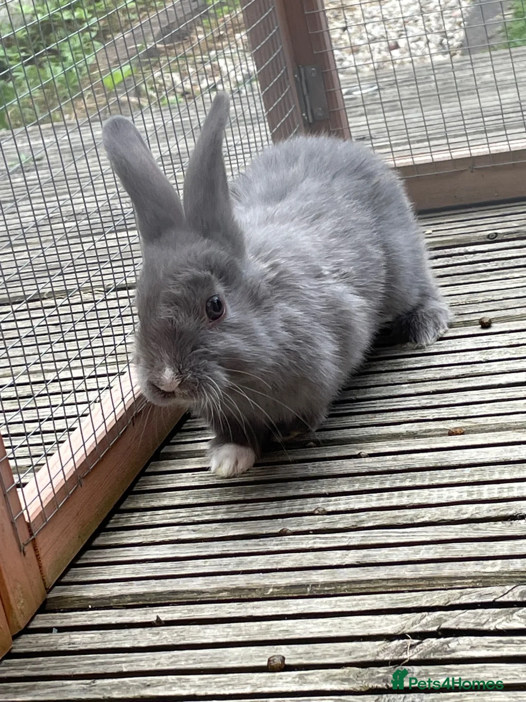 Netherland Dwarf rabbits for sale: Beautiful Bunnies  in Brentwood - Advert 1