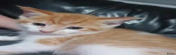 British Shorthair cats for sale: Stunning Kittens Ready For Forever Homes  - Advert 19