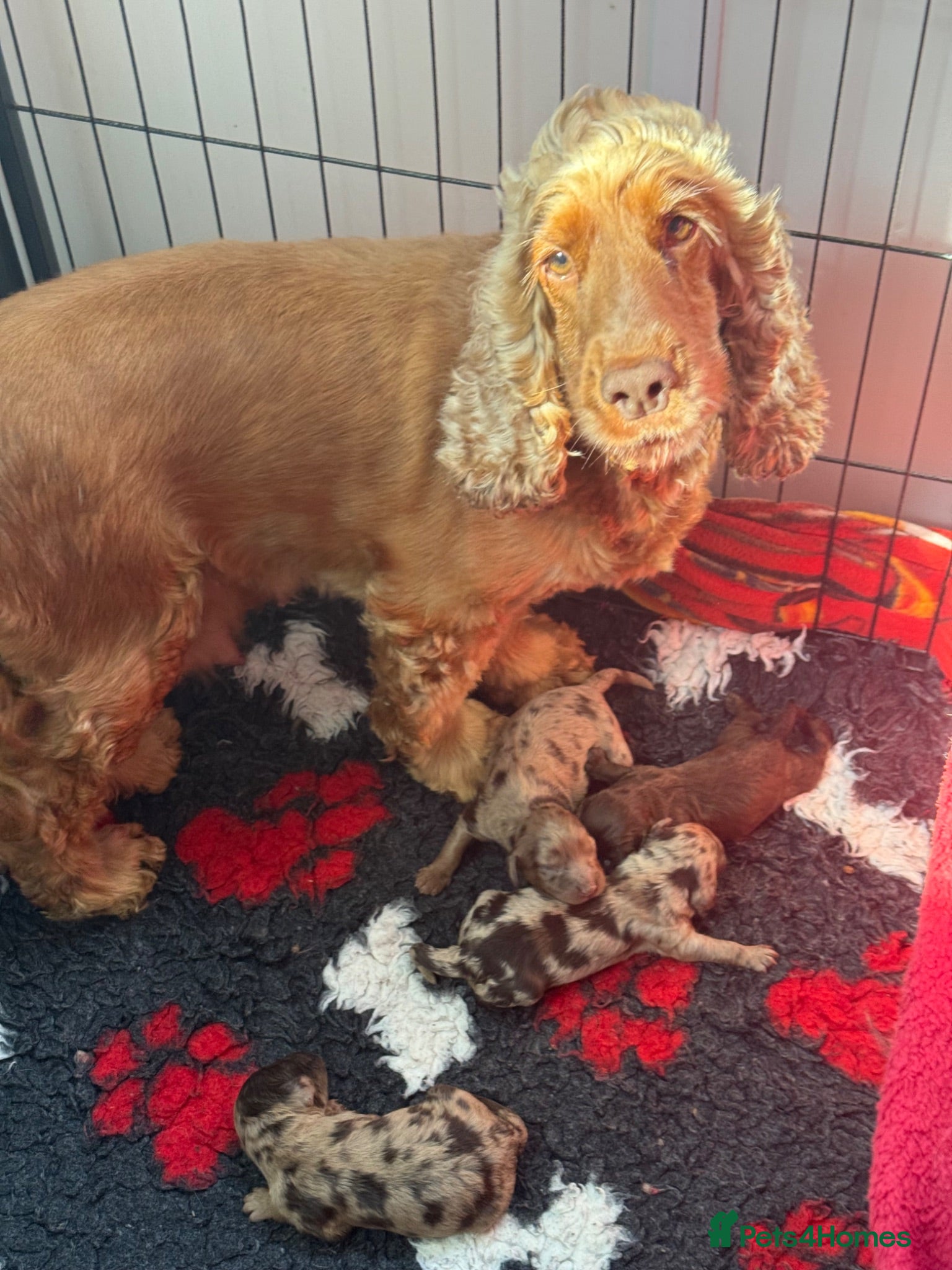 Cockapoo dogs Choc & Choc Merle F1 Cockapoo’s - Advert 2