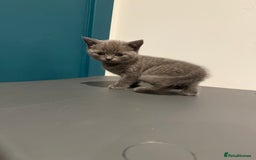 Scottish Fold cats for sale: Scottish Fold Kittens  - Image 11