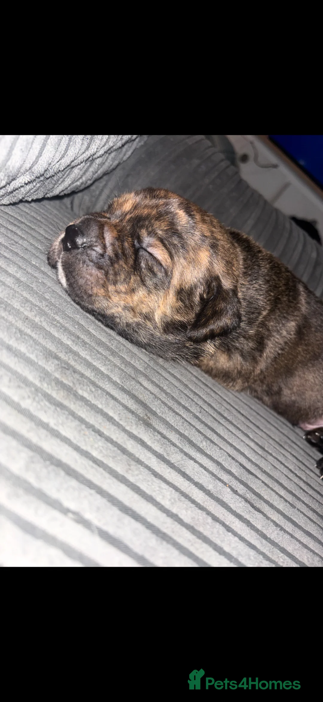 Mixed Breed dogs for sale: Rolo  - Advert 6