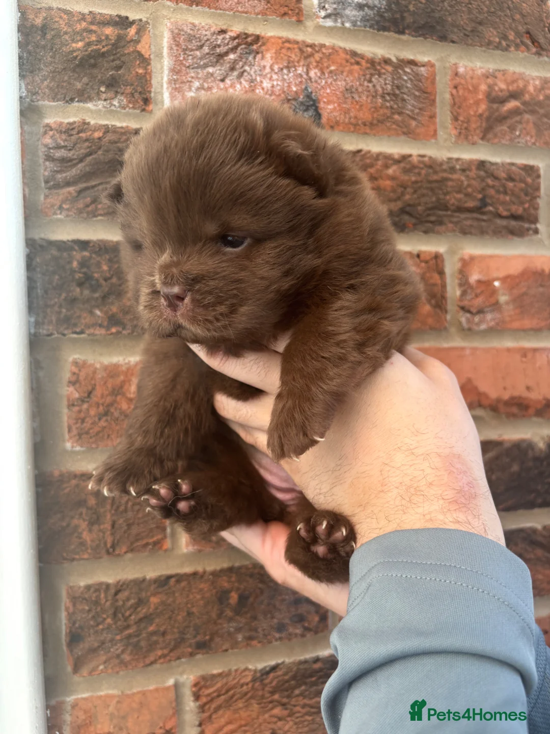 Chow Chow dogs for sale: Quality Chocolate Chows not to be missed 🔥  in Scunthorpe - Advert 1