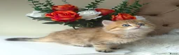 British Longhair cats for sale: British Longhair/Shorthair black golden shaded  - Advert 26