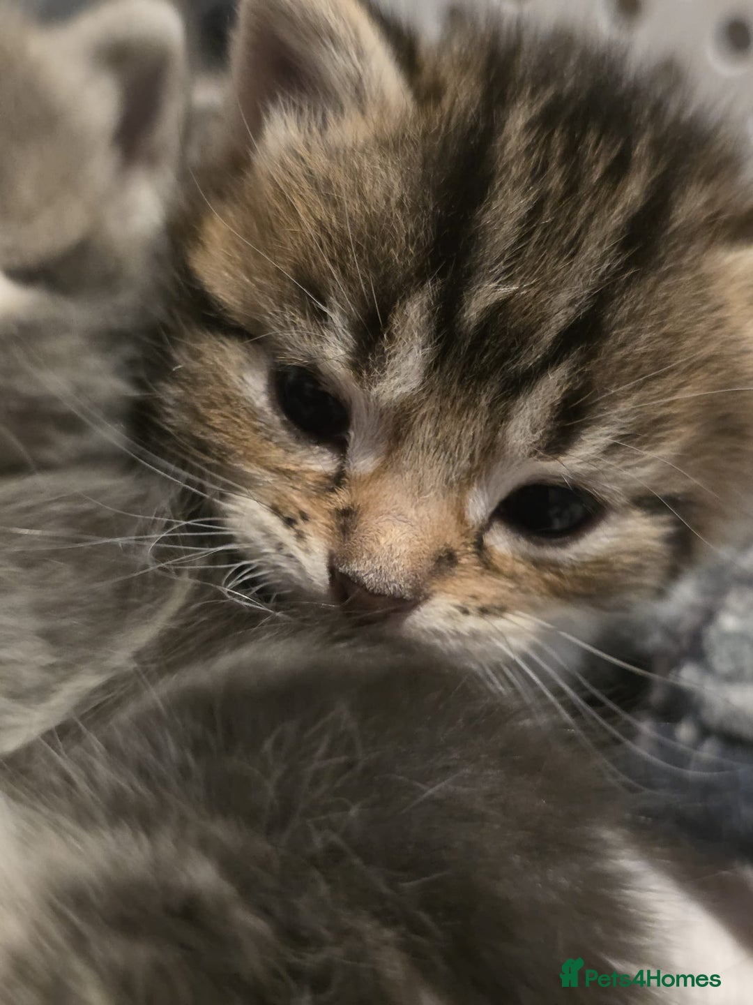 Mixed Breed cats for sale: Long haired tabby kittens.  - Advert 12