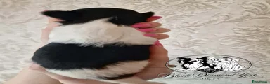 Biewer Terrier Puppy 2