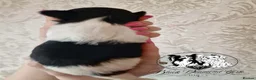 Biewer Terrier dogs for sale: Biewer boys - Advert 5