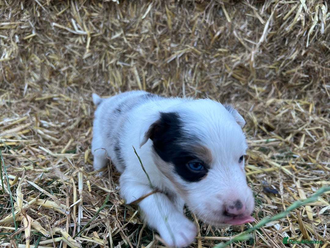 Border Collie dogs for sale: Blue Merle Border Collie Puppies - Image 15