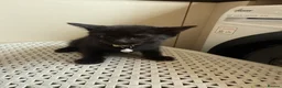 Mixed Breed cats for sale: Kittens  - Advert 3
