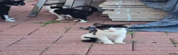 Mixed Breed cats for sale: Kittens for sale - Advert 2