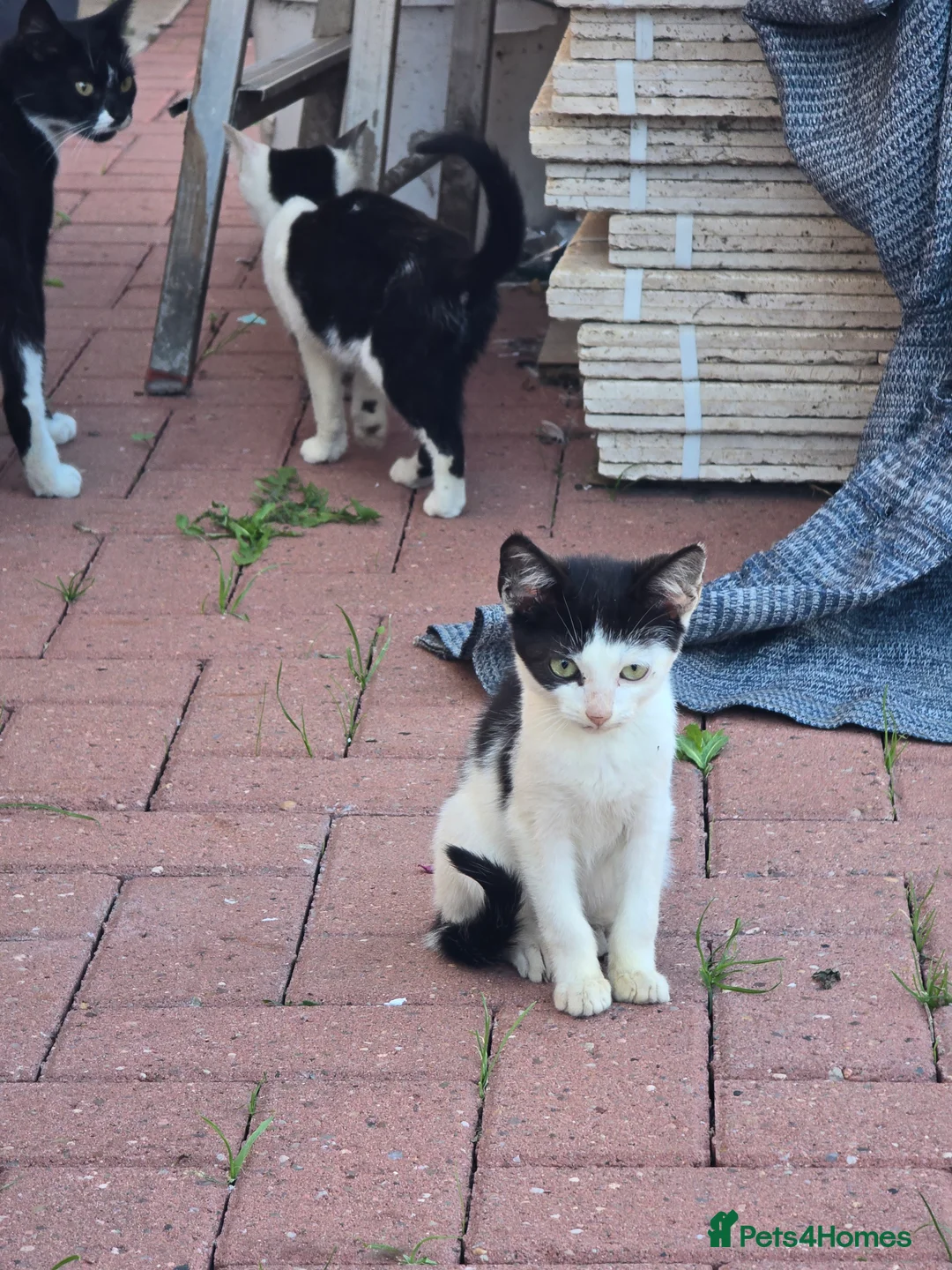 Mixed Breed cats for sale: Kittens for sale - Advert 2