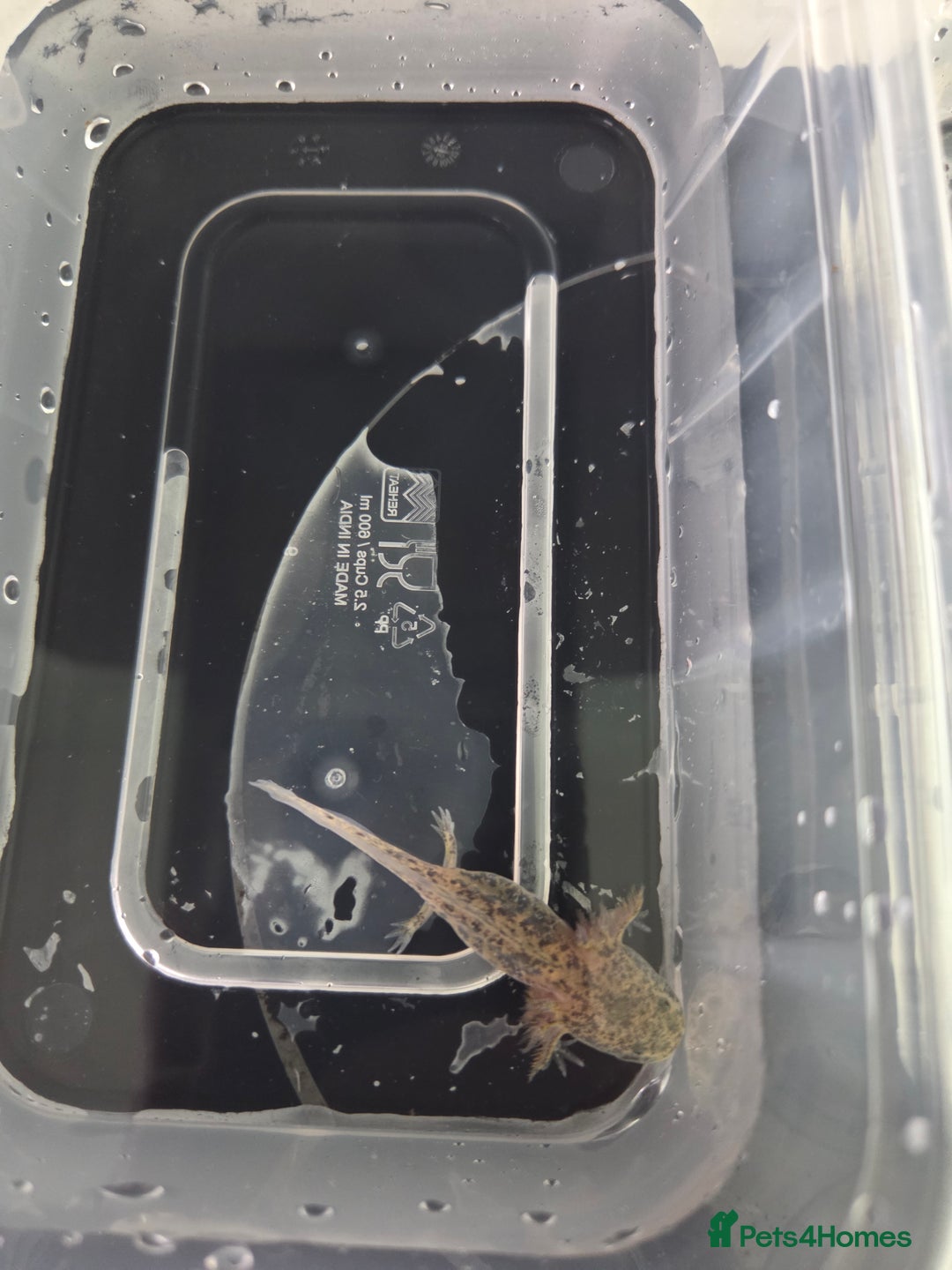 Axolotl reptiles for sale: 3 month old Axolotl's for sale - Advert 6