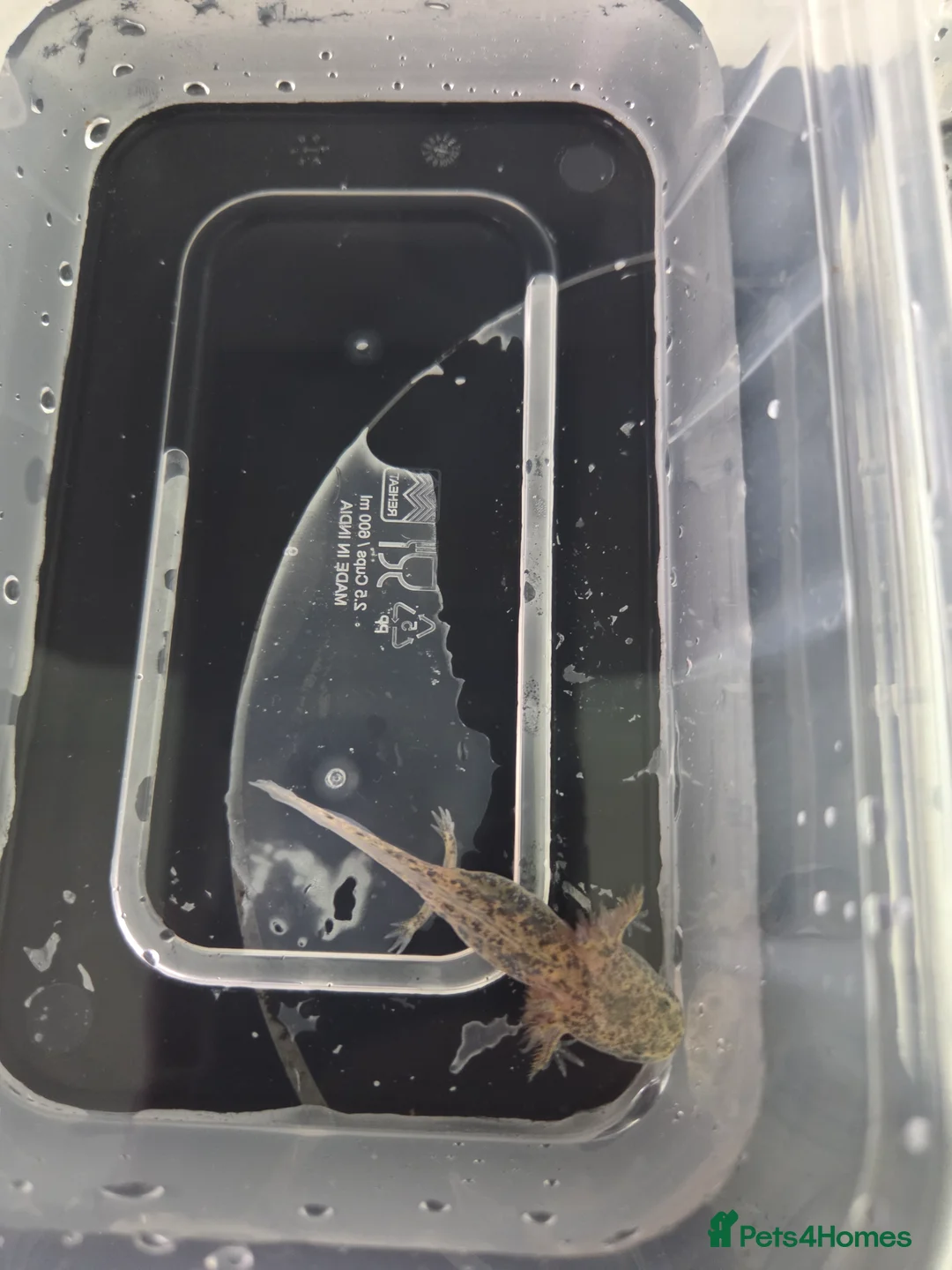 Axolotl reptiles for sale: 3 month old Axolotl's for sale - Advert 7